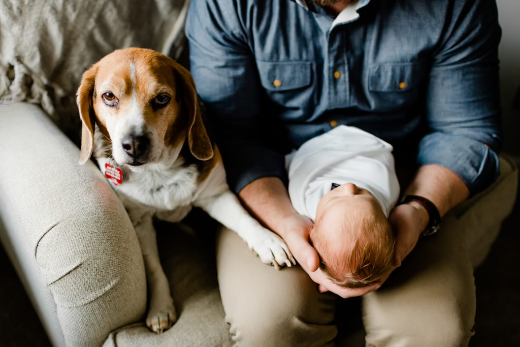 beagle puppy with newborn baby boy sitting in a chair for an in-home lifestyle photo session 